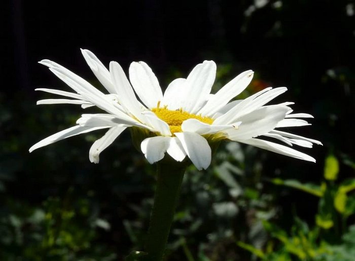 Chrysanthemum maximum 'Alaska' fleur